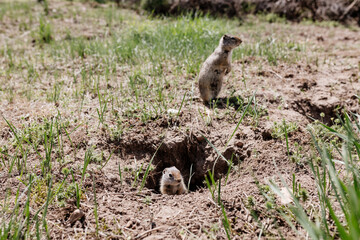 Wall Mural - Gophers in wildlife among the grass near the holes. Gopher cubs near a hole on a sunny summer day. Wild animals in their natural habitat.