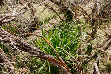 Wall Mural - The ground squirrel sits near its hole. Close-up of a small gopher cub. Photo of a wild animal in its natural environment.