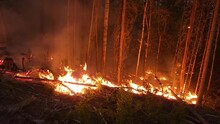 Forest Fire Crawling, Smoke Flames Burning Plants, Slider Movement Shot, Tree Burned To The Ground At Dark Night. Environment Emergency, Nature Destroyed. 