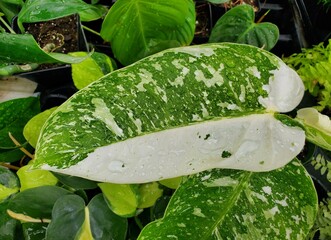 Wall Mural - Beautiful white and green variegated leaf of Philodendron Jose Buono