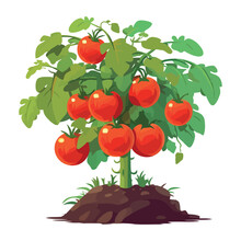 Fresh Organic Ripe Tomatoes Tree