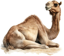Camel Watercolor Painting Png
