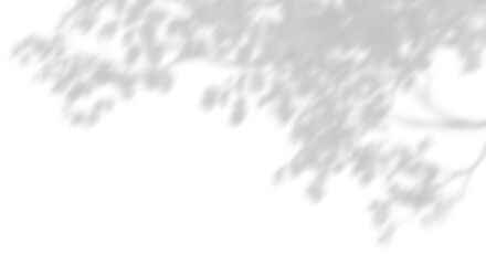 Wall Mural - nature tree branches shadow sunlight shade 3d render png
