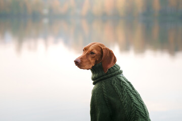 Wall Mural - Hungarian Vizsla in a sweater on the lake in the forest. Pet in nature. Atmospheric photo at fall 