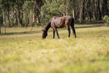 Wall Mural - Beautiful Horse in a field on a farm in Australia. Horses in a meadow