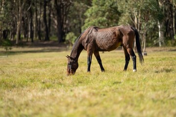 Wall Mural - Beautiful Horse in a field on a farm in Australia. Horses in a meadow