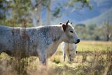 Fototapeta Konie - Beautiful healthy sustainable cows grazing in a field 