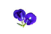Butterfly Pea, Blue Pea (Clitoria Ternatea) Isolated On White Background.PNG
