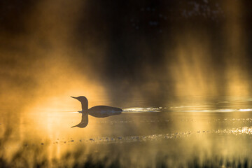 red throated loon in sunrise light
