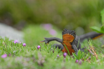 Wall Mural - Alpine newt in the flowering garden (Ichthyosaura alpestris)	