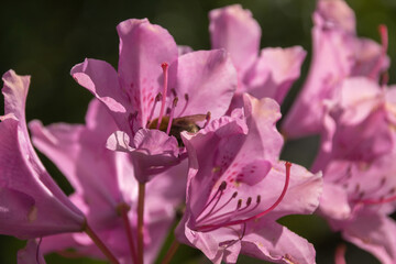 Wall Mural - bee on pink flower