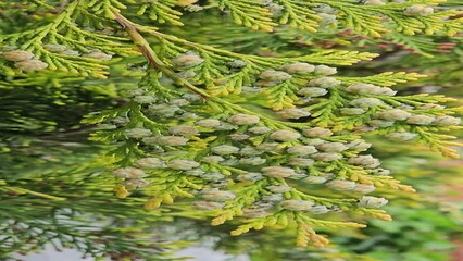 Wall Mural - bright green branches of thuja tree with cones, close up