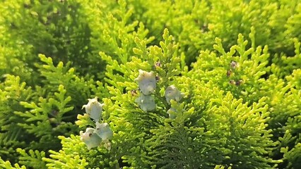 Wall Mural - bright green branches of thuja tree with cones, close up