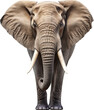 The elephant isolated on a transparent background