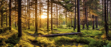 Panoramic View Of A Forest With Sunlight Shining Through The Trees