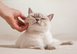 © Алена Ягупа - human hand petting british shorthair cat close up