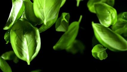 Poster - Basil leaves fly up. Filmed is slow motion 1000 fps. High quality FullHD footage