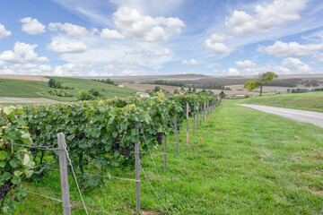 Wall Mural - Row vine grape in champagne vineyards at montagne de reims.