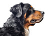 Portrait Of Dog Bernese Mountain Dog In Profile On White Background. Generative AI