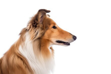 Portrait Of Dog Collie Rough Colliesmooth Collie In Profile On White Background. Generative AI