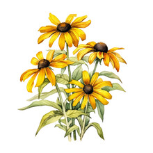 Black Eyed Susan Flowers Watercolor Isolated On White Background., Ornamental Plants Watercolor Isolated