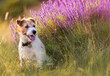 Jack russell terrier dog sitting in the grass with purple lavender herb flowers. Travel in summer.