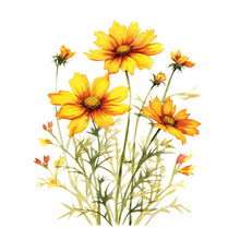 Coreopsis Flowers Watercolor Isolated On White Background., Ornamental Plants Watercolor Isolated