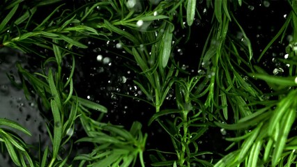 Poster - Rosemary branches with water drops fly up. Filmed is slow motion 1000 fps. High quality FullHD footage