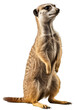 Meerkat isolated on the transparent background PNG. AI generative.