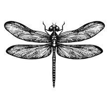 Dragonfly Vector Illustration
