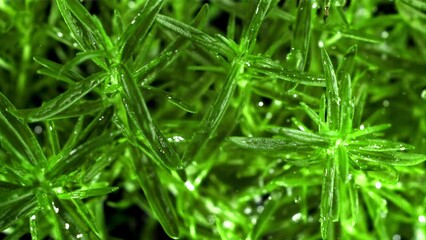 Canvas Print - Raindrops fall on rosemary. Filmed is slow motion 1000 fps. High quality FullHD footage