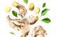 Cut out ginger. Creative food concept. Flying fresh ginger root, green leaves isolated on white background. With clipping path. Natural organic ginger for health, medicine, Spice for cooking