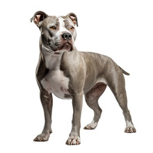 American Pitbull Terrier Isolated On Transparent Background.