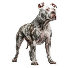 Wall Mural - American pitbull terrier isolated on transparent background.