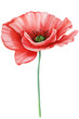 Poppy flower isolated on white background, watercolor hand drawn illustration 