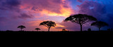 Fototapeta Łazienka - Panoramic tree silhouette in Africa with sunset, tree silhouette with sun Dark trees on open field, dramatic sunset, typical african sunset
