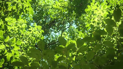 Wall Mural - Sun shining through bright green tree leaves in forest, Spring and summer, Young green spring tree background.