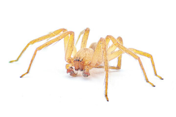 Cuban huntsman spider- Decaphora cubana - a small spider in the family Sparassidae. isolated on white background front side face view