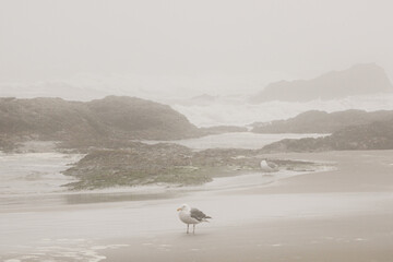 Wall Mural - The foggy coast of the Pacific Ocean in the United States.