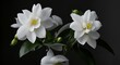 Three white flowers are in a vase on a black background, generative ai