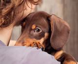Fototapeta Koty - dog puppy breed dachshund on the shoulder of a boy, a teenager and his pet sad