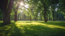 Product Photograph Of Trees In The Park With Green Grass And Sunlight, Fresh Green Nature Background.