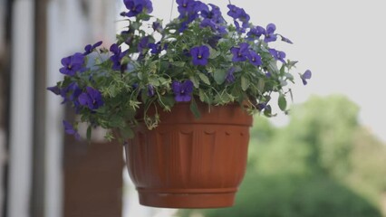 Poster - purple flowers in a pot on a city street.