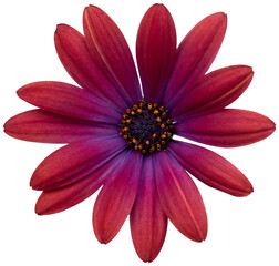 Wall Mural - cape daisy flower isolated on transparent background