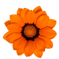 Wall Mural - orange Gazania Blossom isolated on transparent background