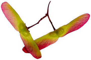 red and green japanese maple seed