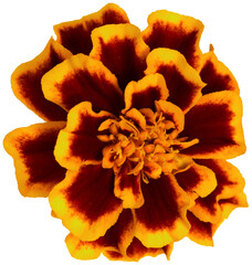 Wall Mural - marigold flower isolated on transparent background