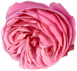Wall Mural - pink rose isolated on transparent background
