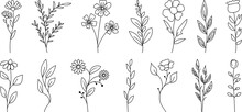 Set Of Wild Flowers And Leaves. PNG