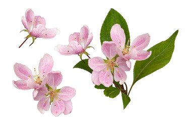 Wall Mural - Set of pink flowers and green leaves of Malus floribunda (profusely flowering apple) isolated on white or transparent background